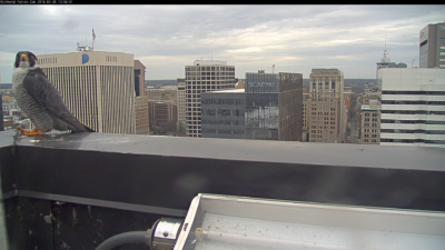 ذكر صقر الشاهين على حافة مبنى ريفر فرونت بلازا