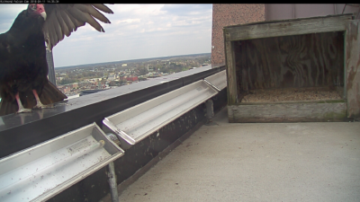 نسر ديك رومي يجثم على الحاجز بالقرب من صندوق العش