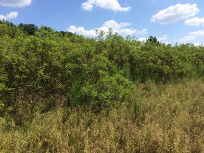 غابة من الشجيرات المحلية التي توفر غطاء للهروب للسمان