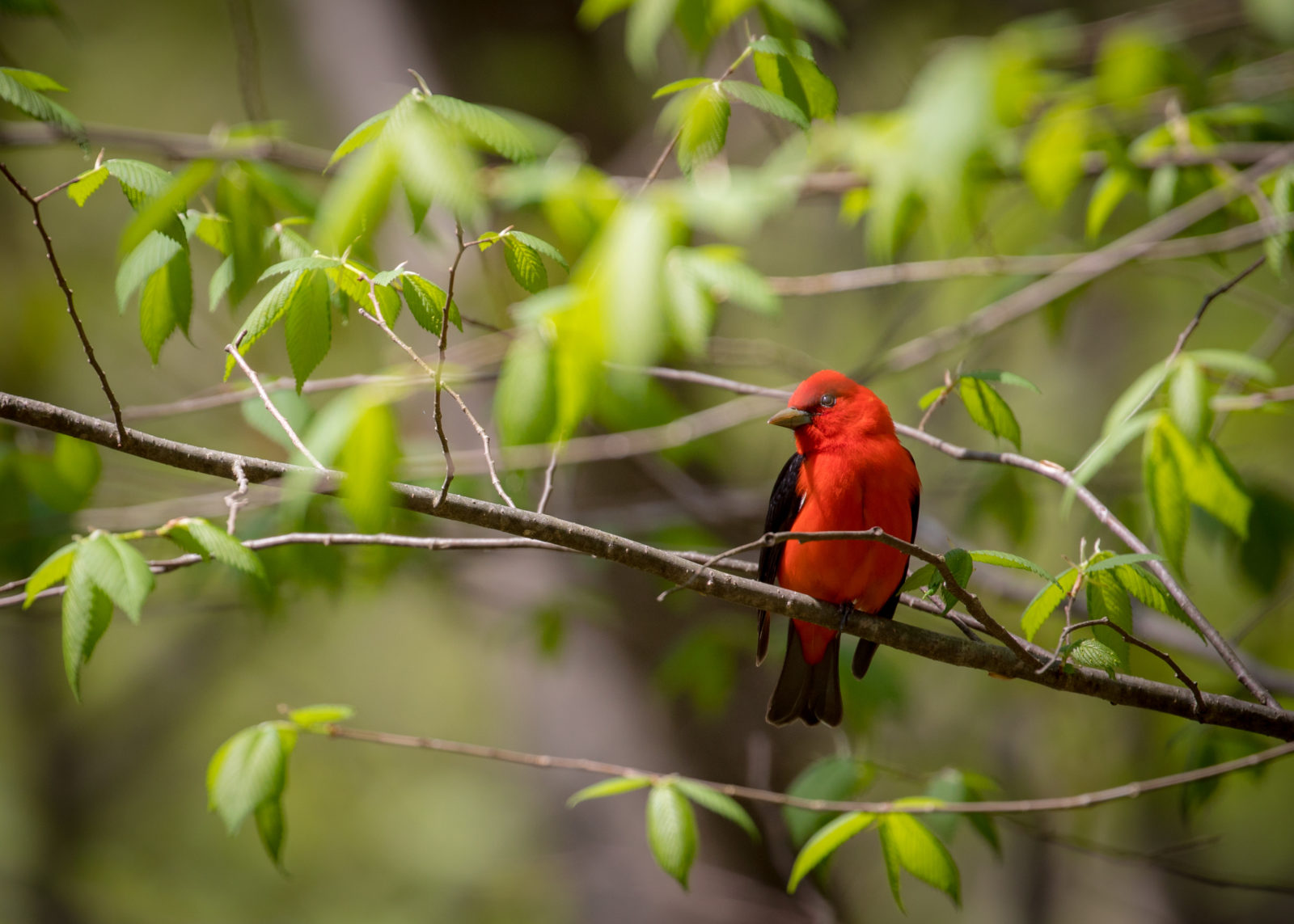 صورة لطائر التانجر القرمزي تم التقاطها في منطقة طومسون WMA