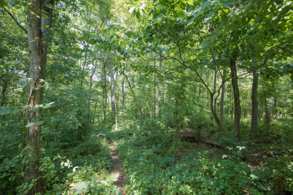 تعجّ منطقة ويستون WMA بالغابات الكثيفة المتساقطة الأوراق