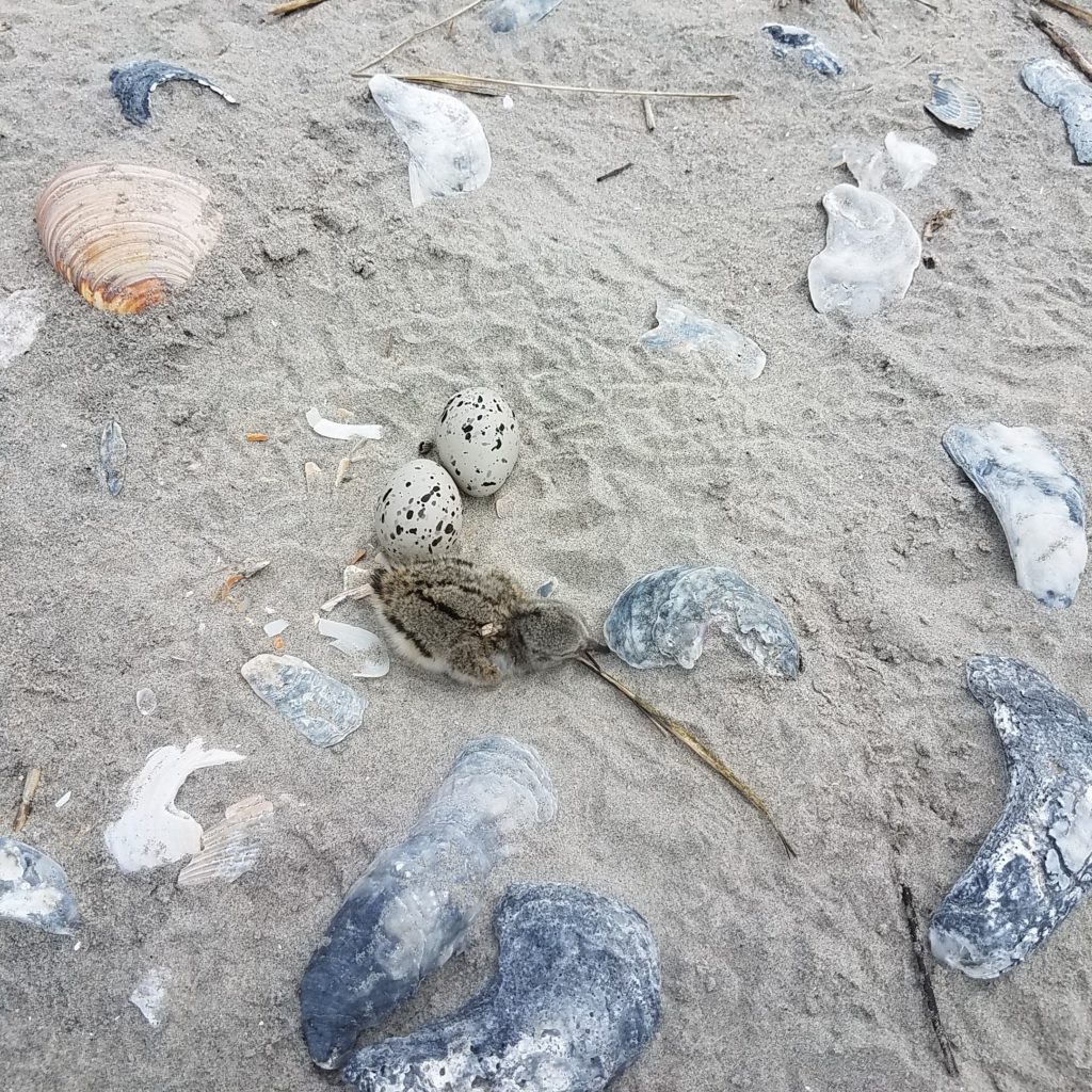 صورة لصغير صائد المحار الأمريكي وبيضتين في عش على الجزيرة الحاجزة