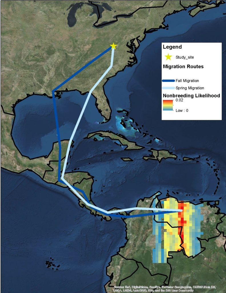 مسارات الهجرة الربيعية والخريفية المحتملة وموقع هجرة الطائر الوالبرز المجنح الذهبي الذي تم التقاطه في مقاطعة هايلاند، بناءً على بيانات جهاز تحديد الموقع الجغرافي. يشير اللون الأحمر إلى المنطقة الأكثر احتمالاً لقضاء فصل الشتاء. خريطة بقلم غونار كرامر