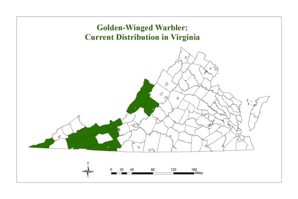 لا يوجد الطائر المغرد الذهبي المجنح إلا في عدد قليل من المقاطعات في مناطق الجبال في فيرجينيا