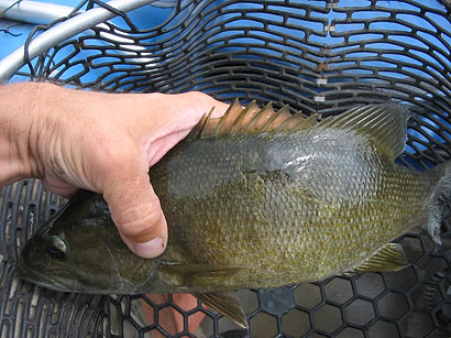 صورة لسمكة مصابة بآفة ملتئمة