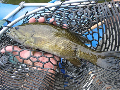 صورة لسمك القاروس الصغير الفموي مع آفة ملتئمة