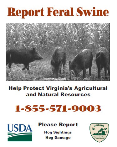 طائر الخنزير الطائر