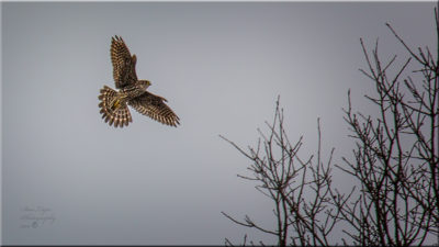 طائرة ميرلين أثناء طيرانها