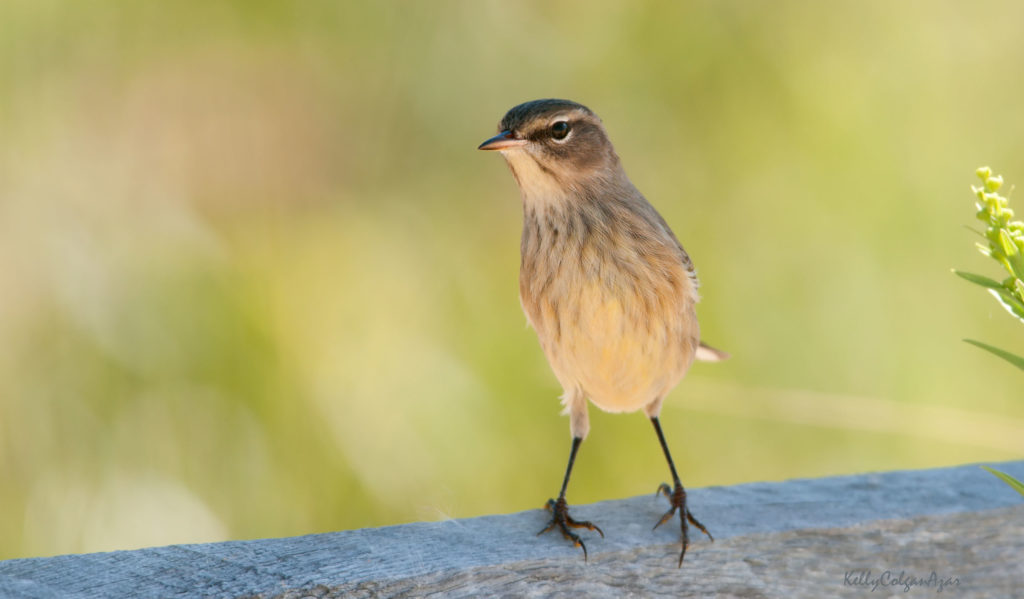 طائر مغرد النخيل على الحافة الحجرية في ريشها غير المتكاثر