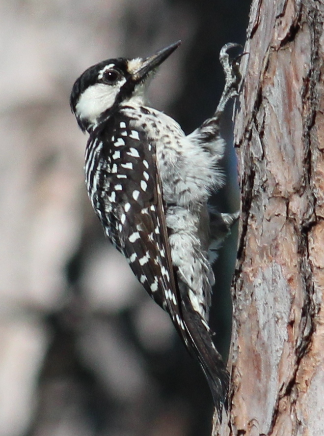 نقار الخشب الأحمر طائر نقار الخشب