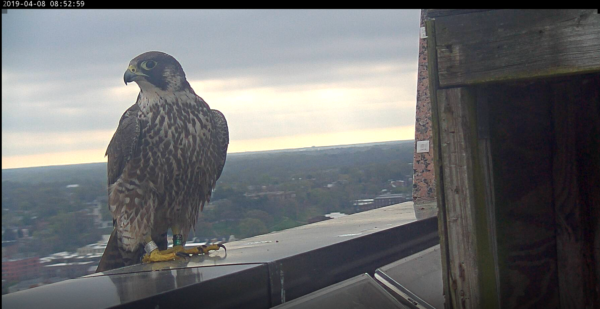 الأنثى الجديدة في السنة الثانية/غير الناضجة التي اقترنت بذكر ريتشموند.