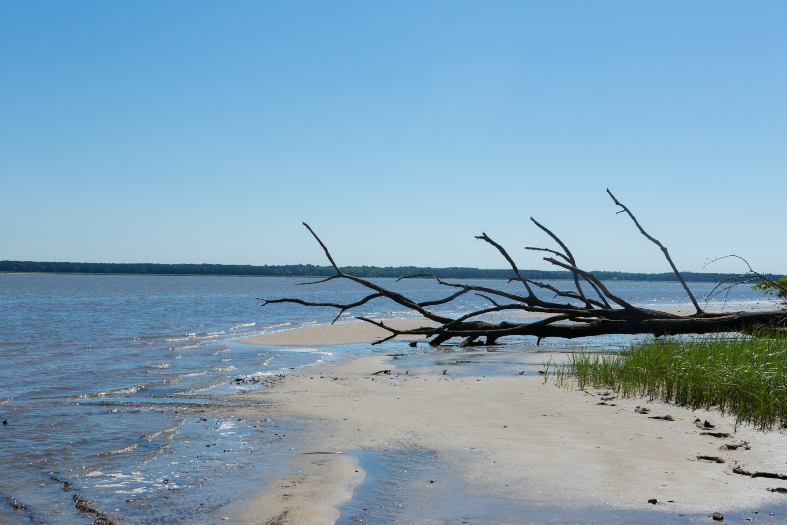 يوجد في وير كريك WMA شواطئ جميلة للاستكشاف