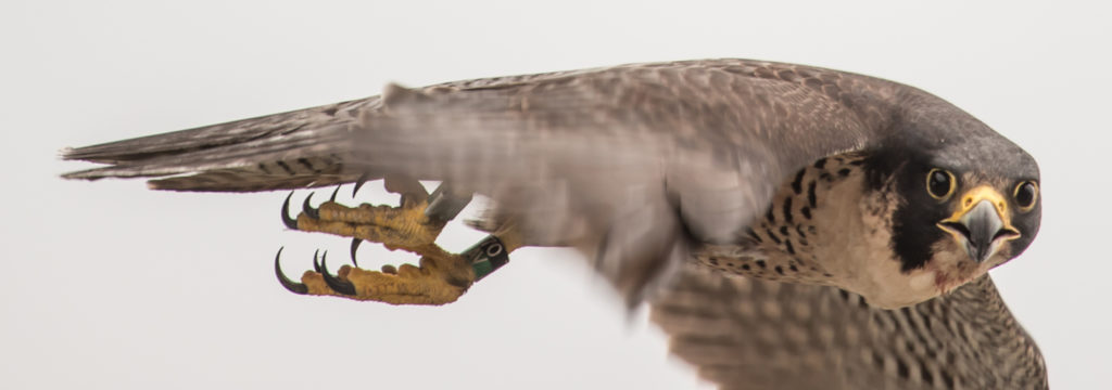 أنثى ريتشموند المتكاثرة في العام الماضي أثناء الطيران