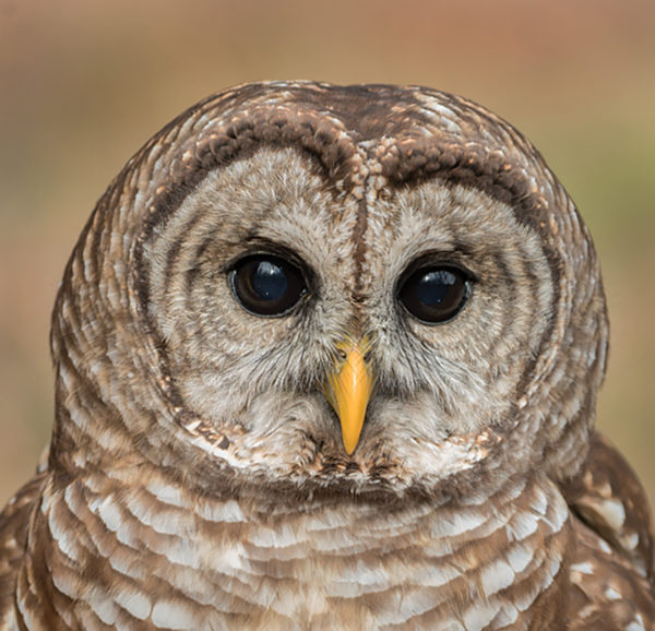 صورة لبومة حليقة بريشها المميز ذي اللونين الرمادي والبني الحاد الذي يحيط بعينيها