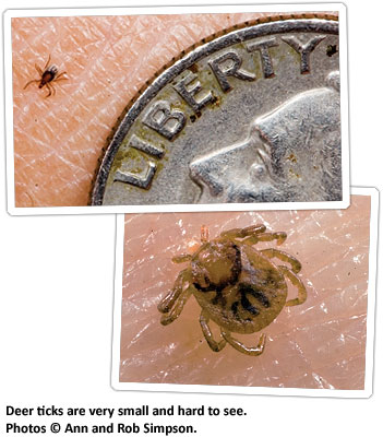 قراد الغزلان