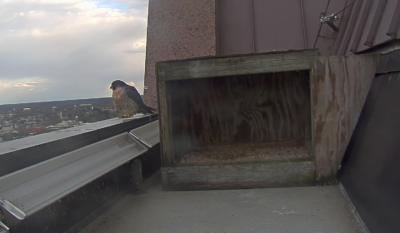 أنثى جديدة في صندوق العش. لاحظي اللون الباهت المميز أسفل صدرها وبطنها.