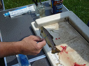 صورة لعالم أحياء يقوم بمسح سمكة صغيرة بحثاً عن الأمراض