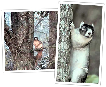 سنجاب الثعلب