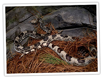 صورة لأفعى الصنوبر بلونها الأسمر المميز وعلاماتها البنية الداكنة