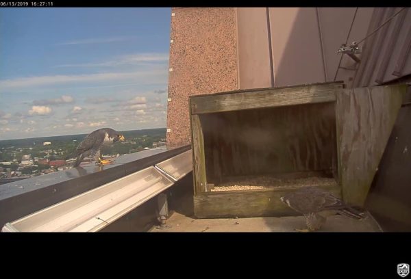 زوج ريتشموند (الذكر على اليسار، والأنثى على اليمين) ينظران إلى بعضهما البعض بجوار صندوق العش.