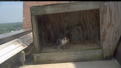 ذكر ريتشموند يقف في الكشط الذي صنعه للبيض.