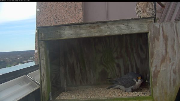 يقف الذكر في الكشط بينما تجلس الأنثى فوق الصندوق.