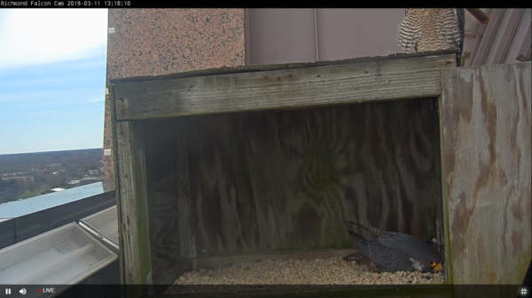 يعمل الذكر على إنشاء الكشط، بينما تجلس الأنثى فوق الصندوق.