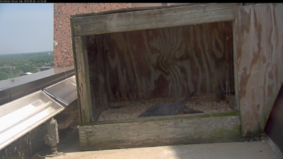 ريتشموند ذكر يعمل على الكشط.