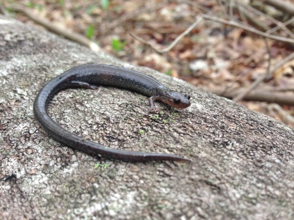 صورة لسمندل الوادي والتلال