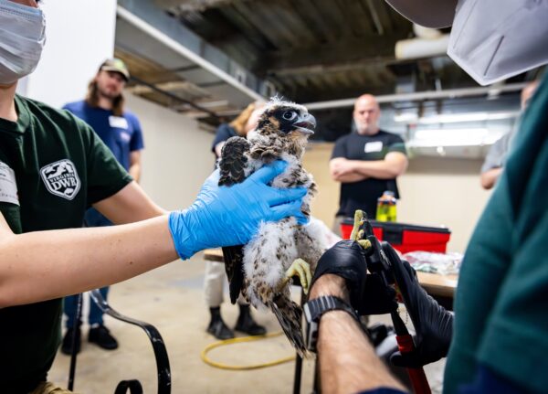 أنثى الصقر التي يتم حملها ووضع رباط على ساقها من قبل علماء الأحياء في DWR.