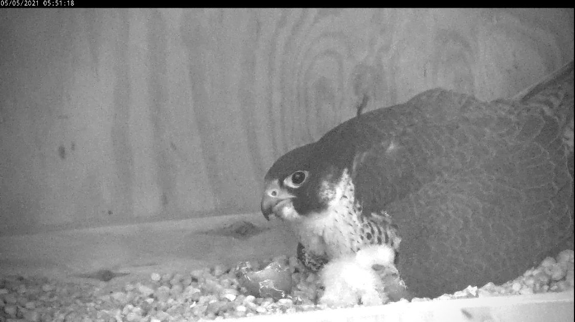 فقس فرخان بين عشية وضحاها تحت أبويهما