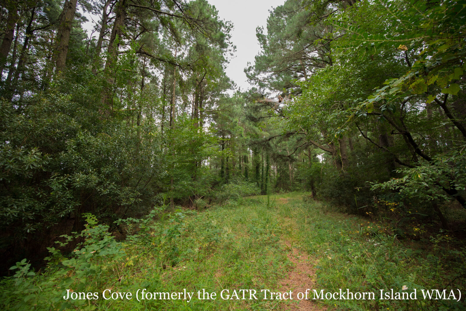 صورة لخليج جونز كوف