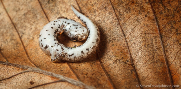 صورة للسمندل رباعي الأصابع الأربعة