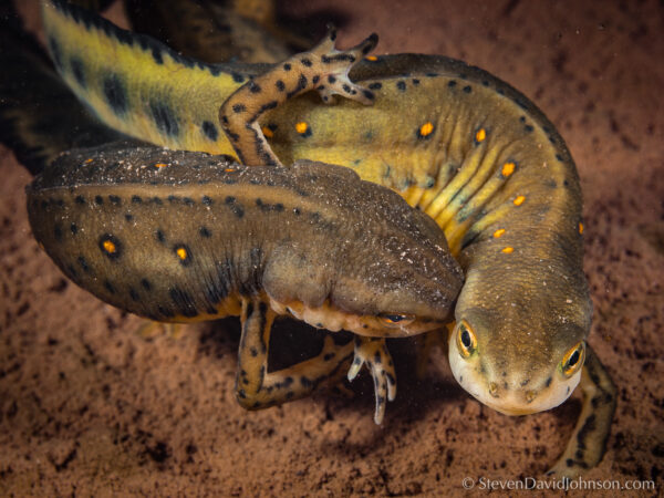 صورة لسمندل الماء الأحمر المرقط