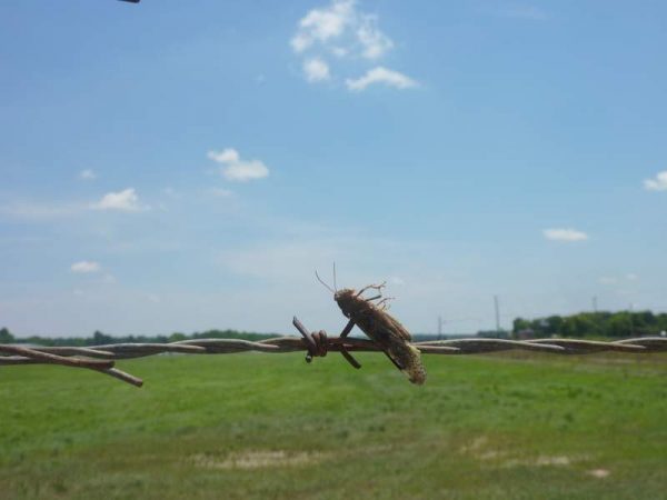 صورة لجندب مخوزق على سلك شائك؛ فريسة شائعة لصرد لوجرهيد