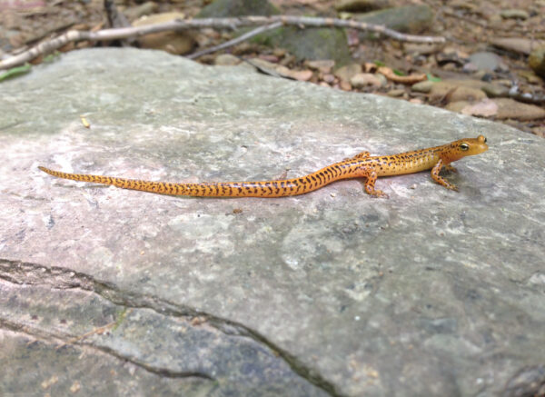 صورة للسمندل الشرقي طويل الذيل الشرقي