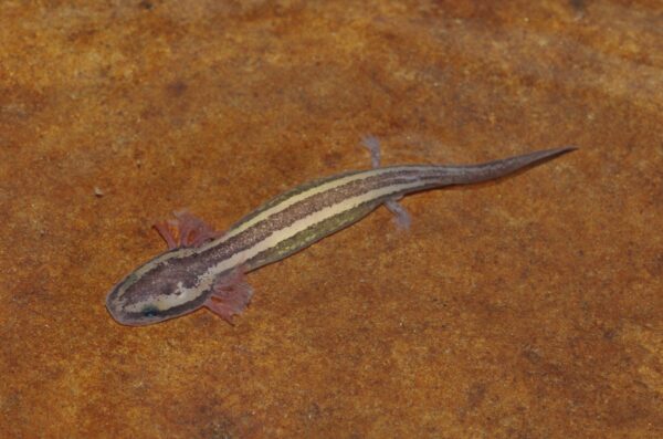 صورة لجرو الطين الشائع