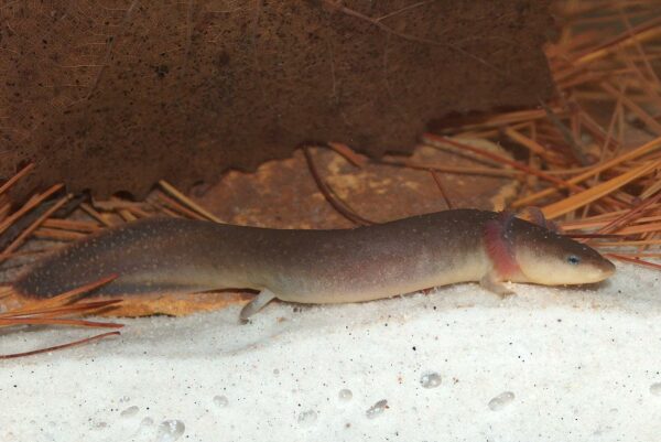 صورة لكلب الماء القزم