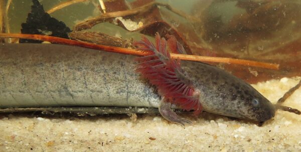 صورة لصفارة الإنذار الأصغر الشرقية