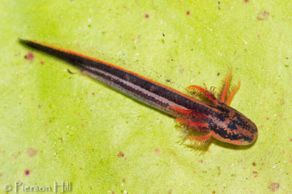 صورة لصفارة الإنذار الأكبر