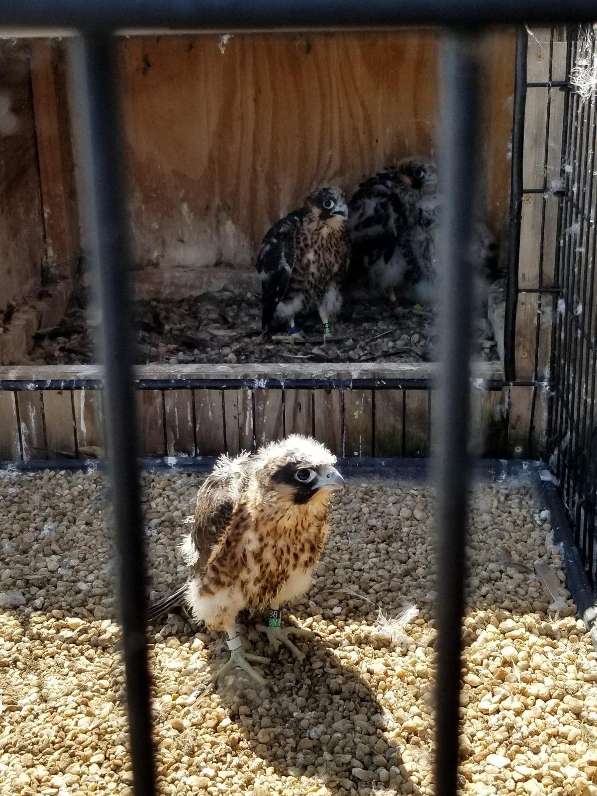 عادت جميع الصيصان إلى الحظيرة بعد وضع الشريط اللاصق الجديد. يظهر "أبيض" في الحصى بينما يمكن رؤية "أبيض" و"أحمر" و"أصفر" من اليسار إلى اليمين في المربع.