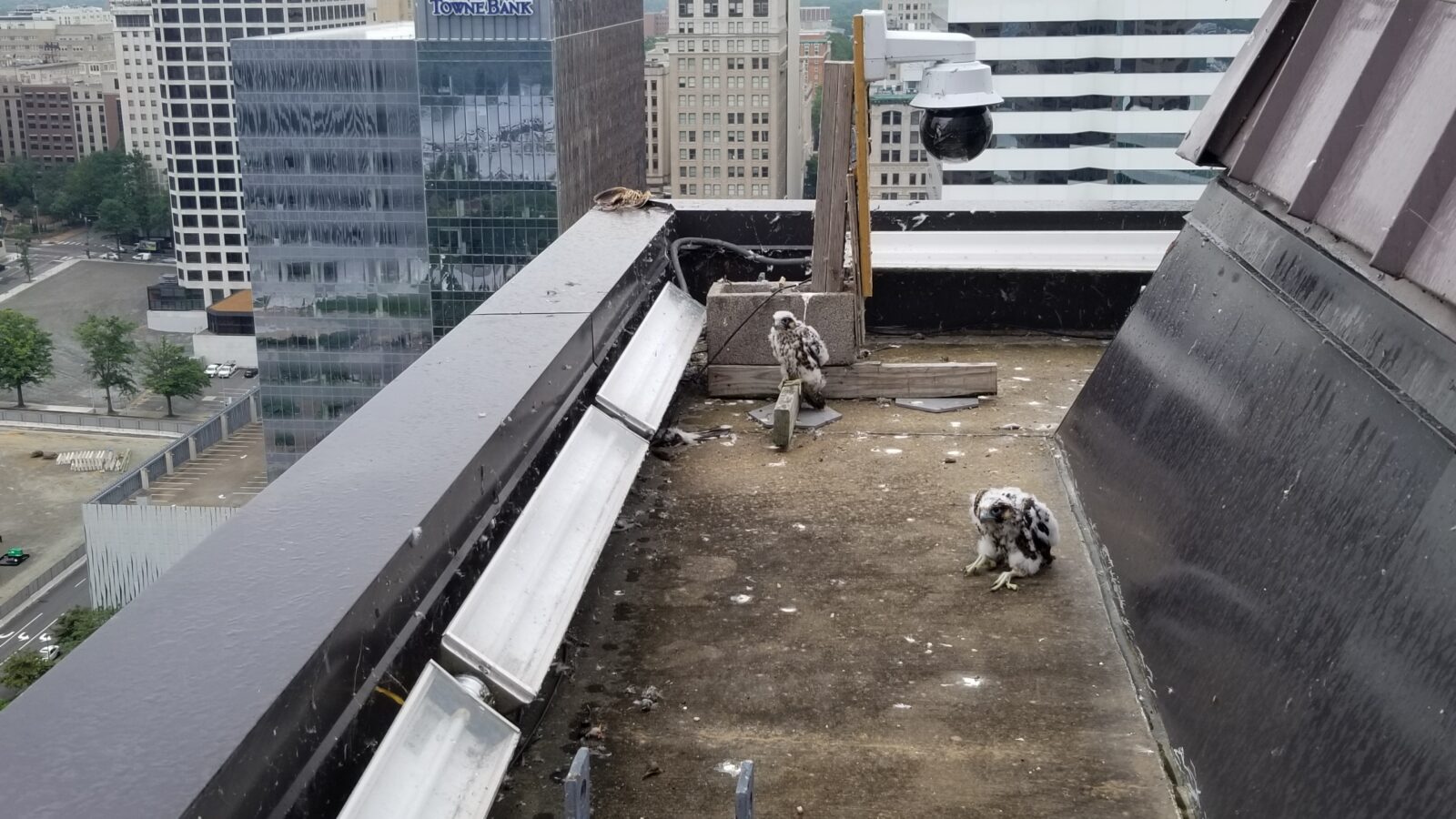 لمحة عن الحافة التي يقع فيها صندوق العش - يمكن رؤية فرخين قبل التقاط الصورة، أحدهما يجثم على أساس الكاميرا. تم تخزين أحد الفرائس (طائر الوقواق أصفر المنقار) من قبل البالغين ويمكن رؤيته على الحافة خلف الكاميرا.