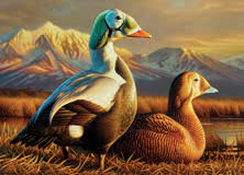 صورة من 2025-2026 ختم البط الفيدرالي