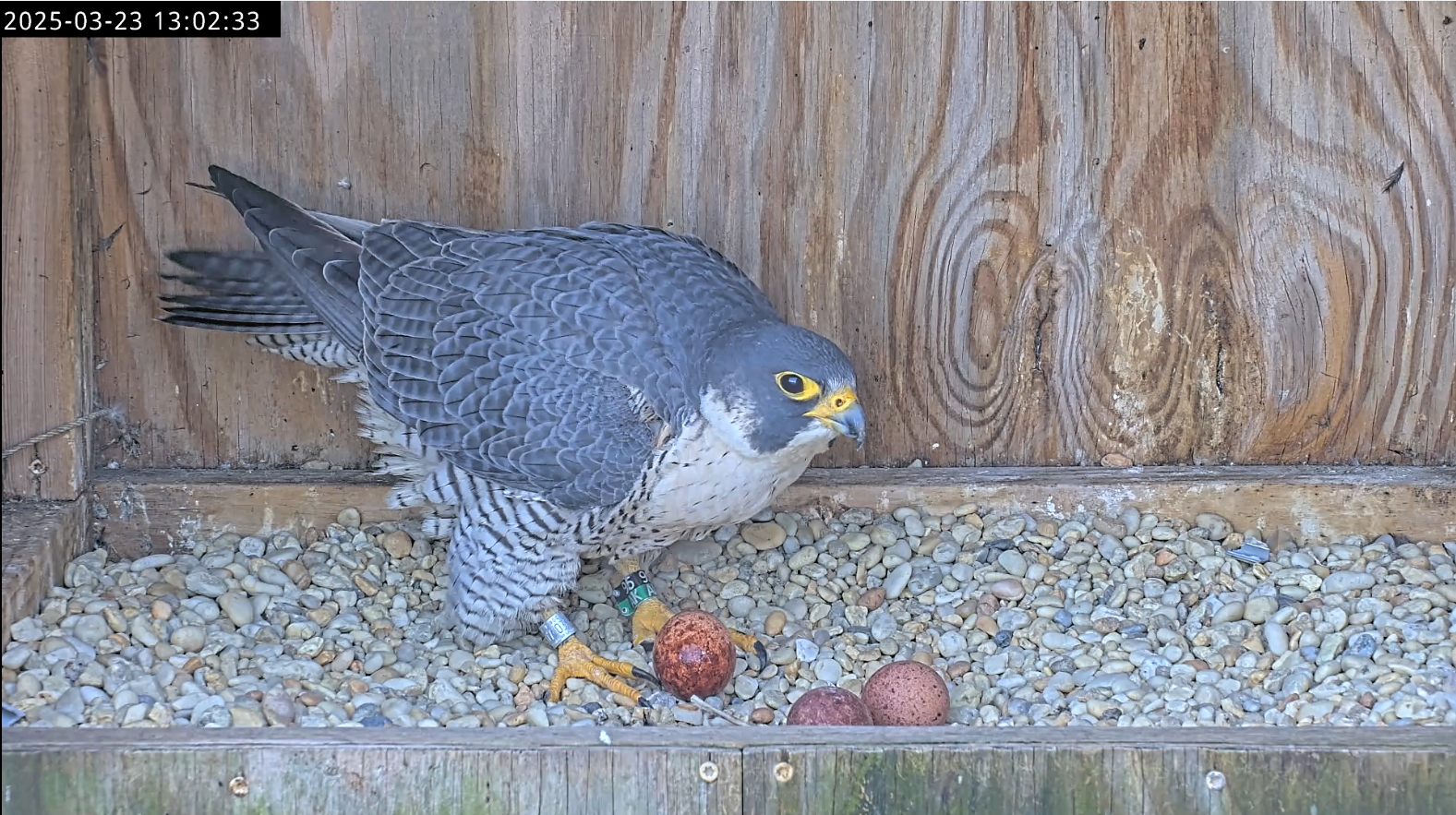 أنثى صقر ريتشموند، 95/AK، بعد ثوانٍ من وضع بيضتها الثالثة يوم الأحد، 23مارس rd.