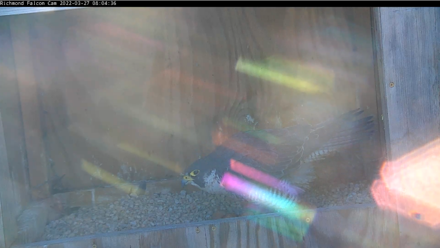 أنثى الصقر الأنثى وثلاث بيضات.