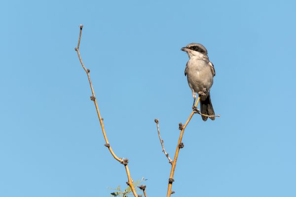 صورة لصرد لوجرهيد يجثم على شجرة