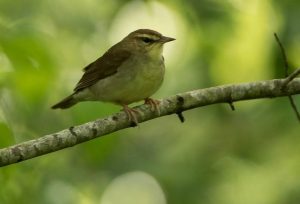 طائر زقزاق سوينسون على أحد الأغصان