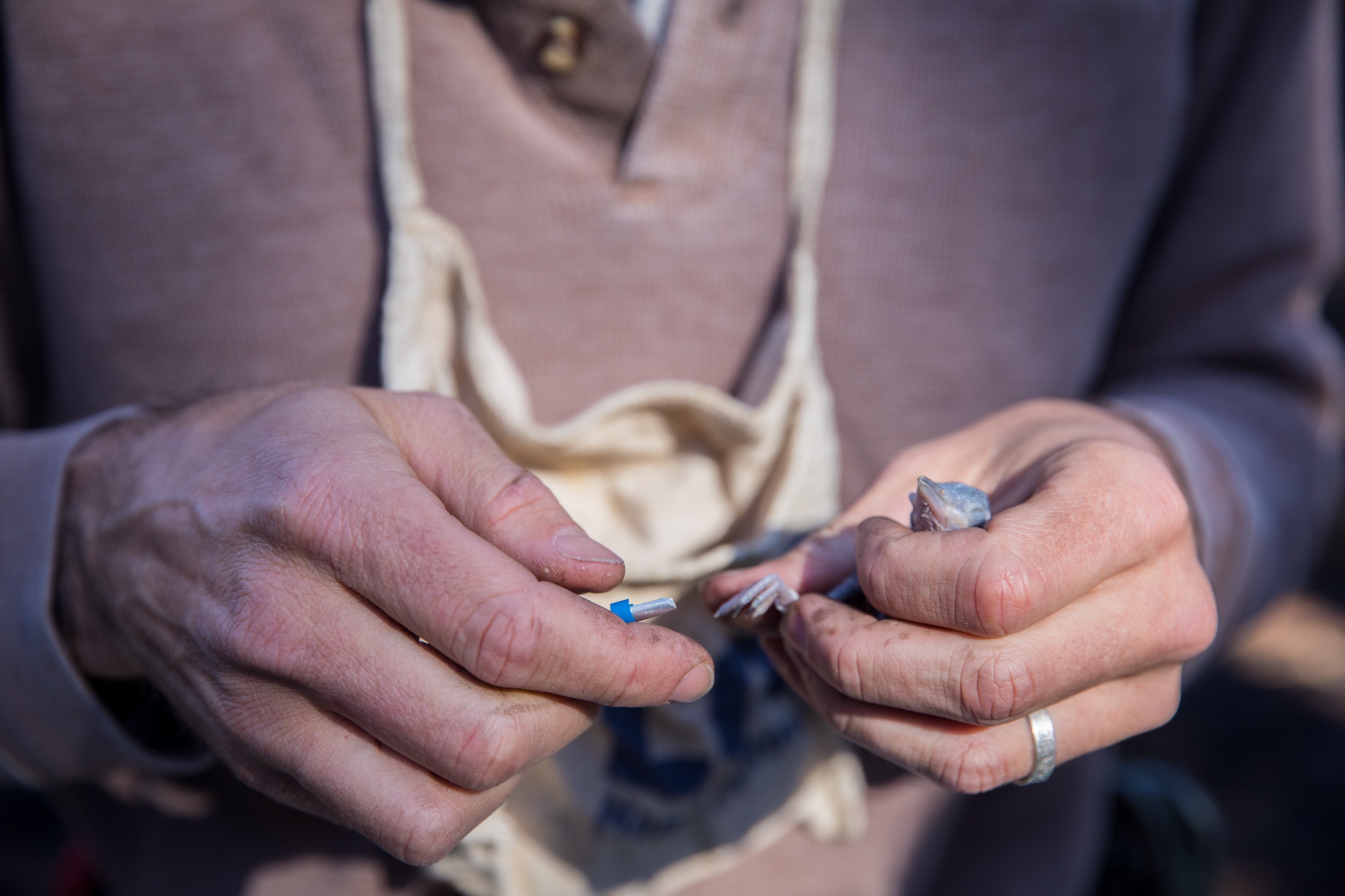 التعشيش الذي يتم ربطه.