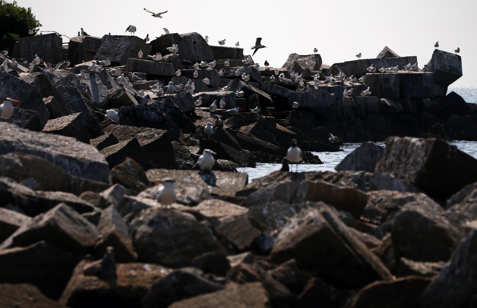 طيور الخرشنة والنوارس الضاحكة التي تتسكع على سطح البحر. صوف راب ريب راب. 