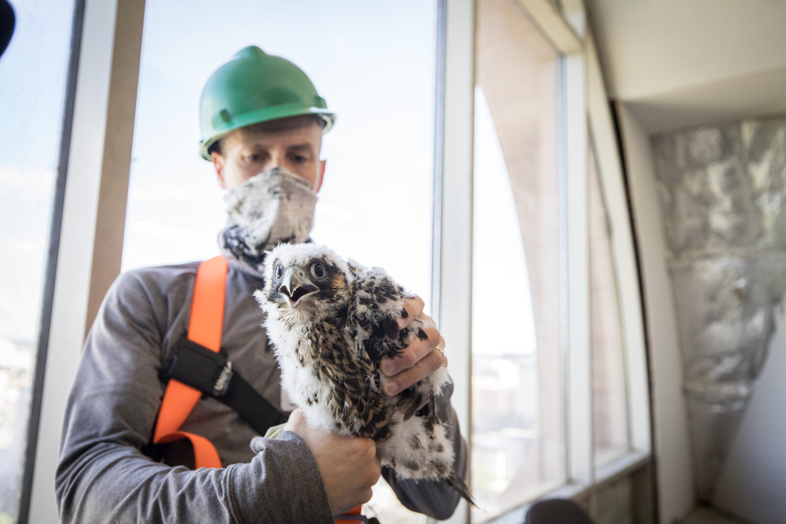 الفرخ الذي يتم إعداده لإعادة إطلاقه في صندوق العش الخاص به